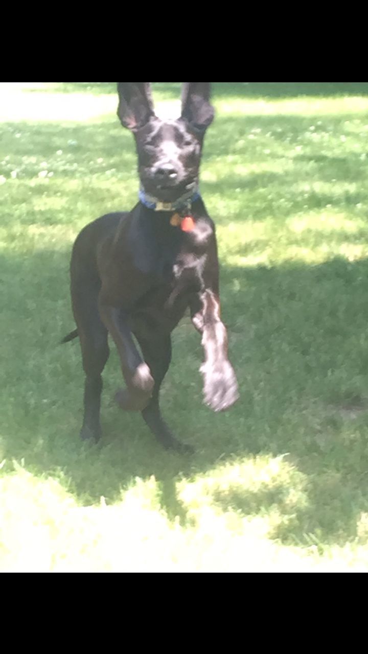 DOG LOOKING UP