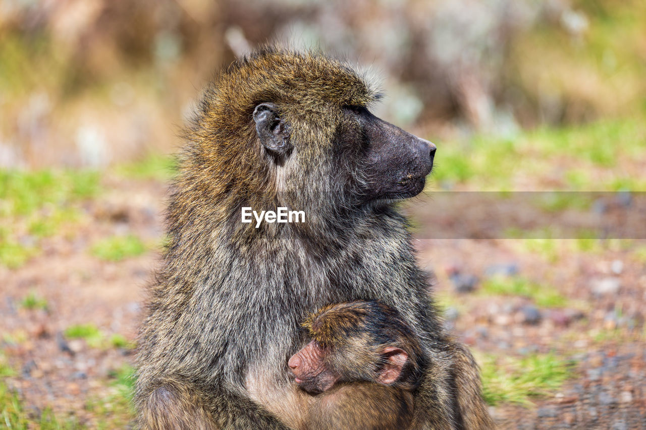 animal themes, animal, animal wildlife, mammal, wildlife, primate, monkey, old world monkey, group of animals, no people, young animal, baboon, two animals, macaque, nature, outdoors, focus on foreground, animal family, togetherness, sitting