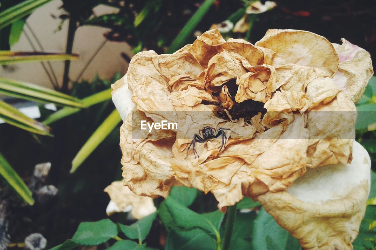 Black spider on wilted flower