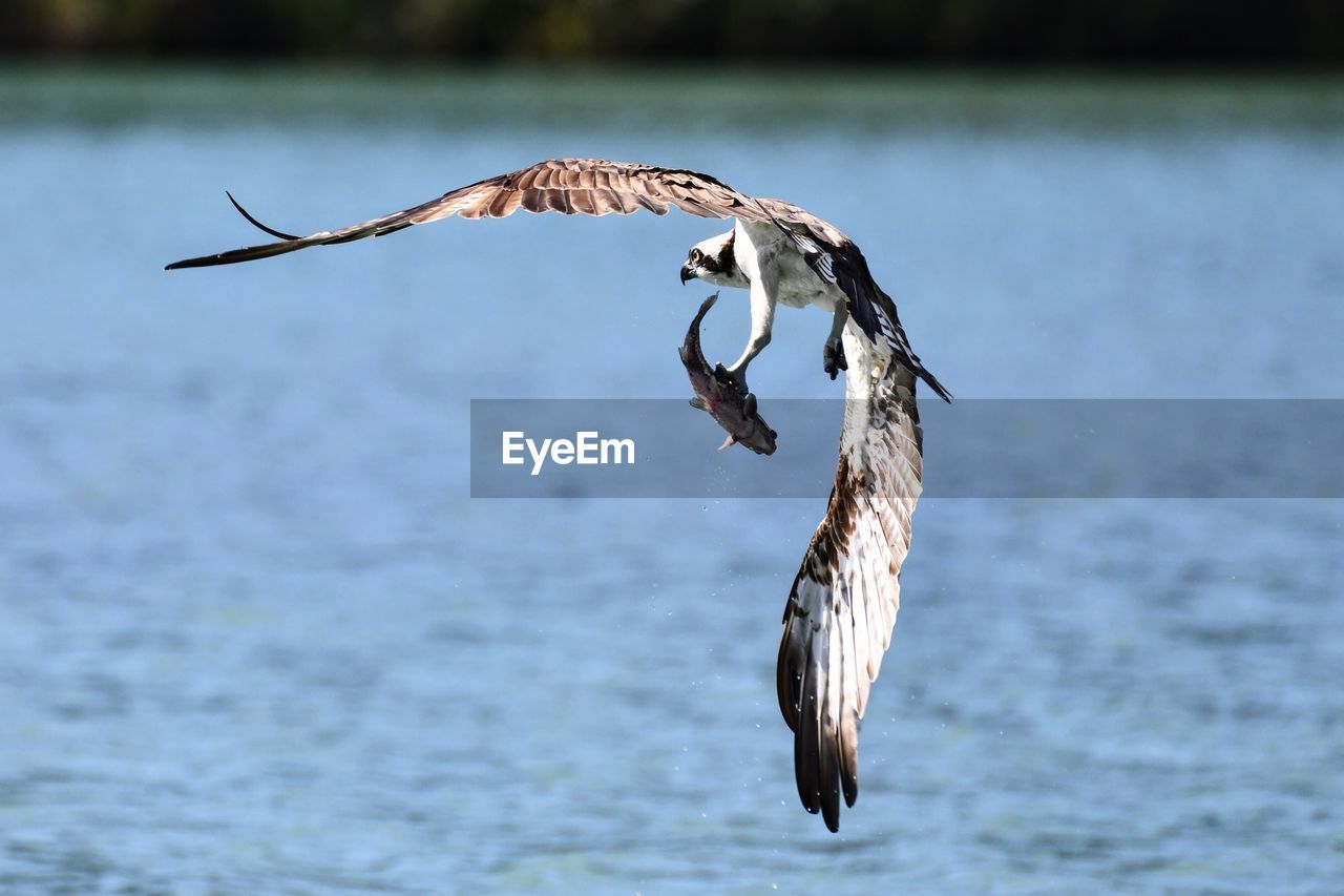 BIRD FLYING OVER A SEA