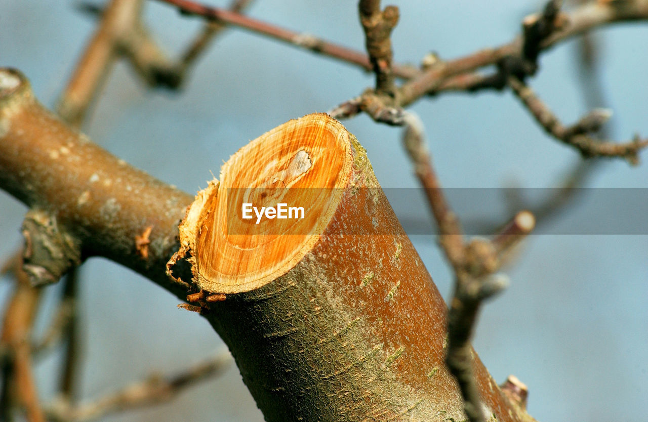 CLOSE UP VIEW OF TREE