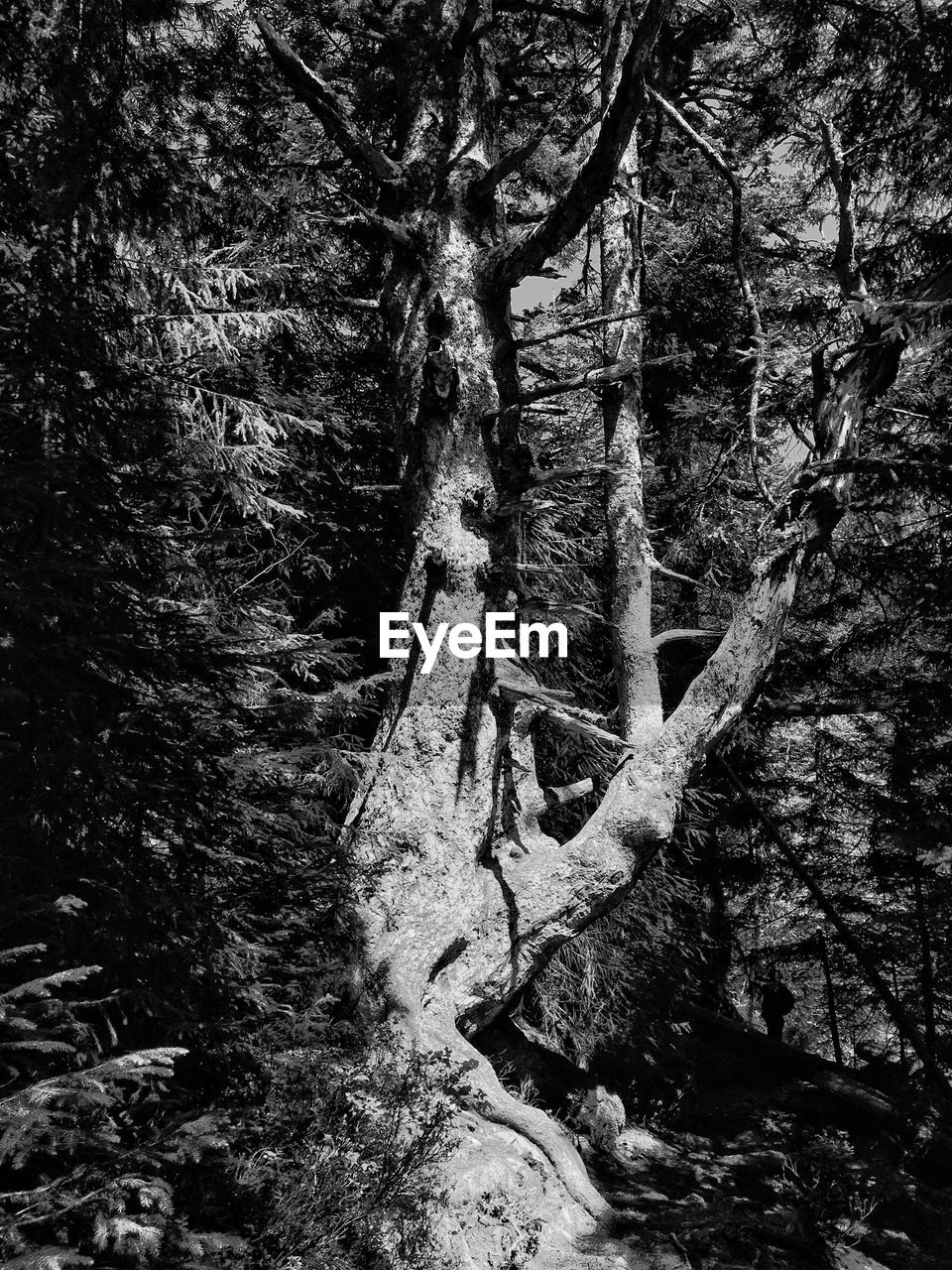 TREES GROWING IN FOREST DURING RAINY SEASON