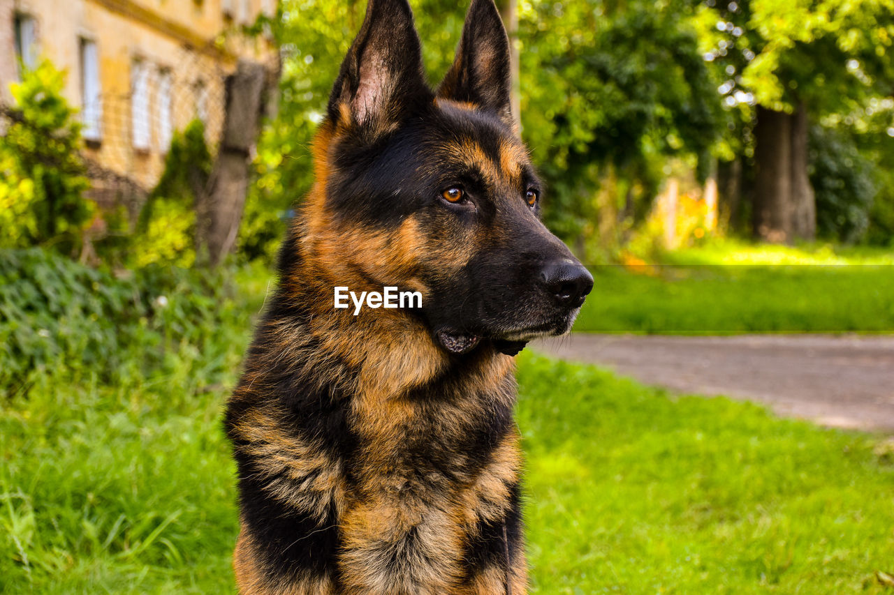Close-up of a dog looking away