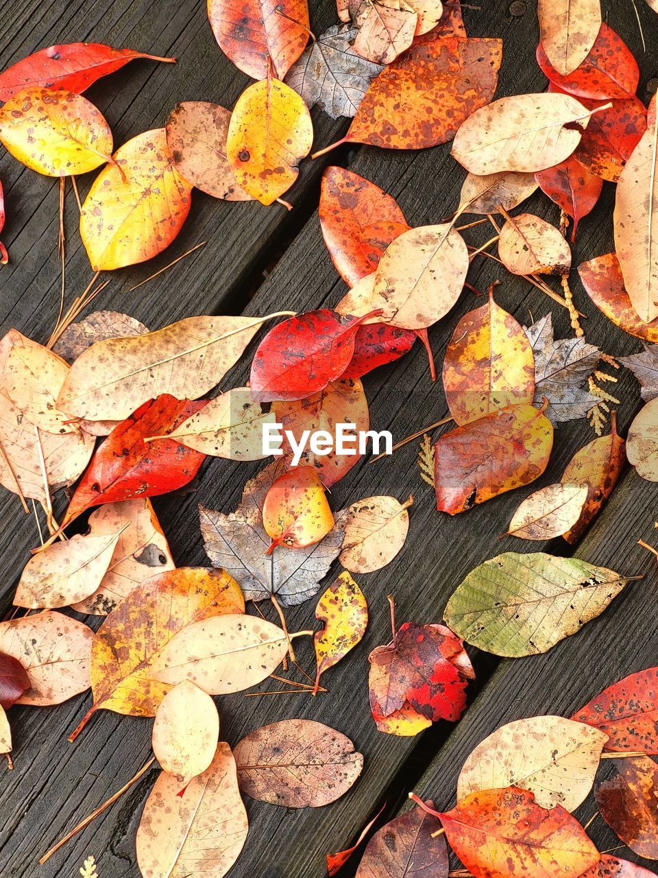 High angle view of autumn leaves