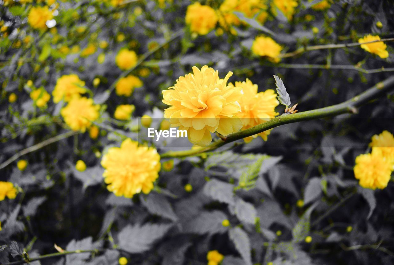 CLOSE-UP OF YELLOW FLOWER