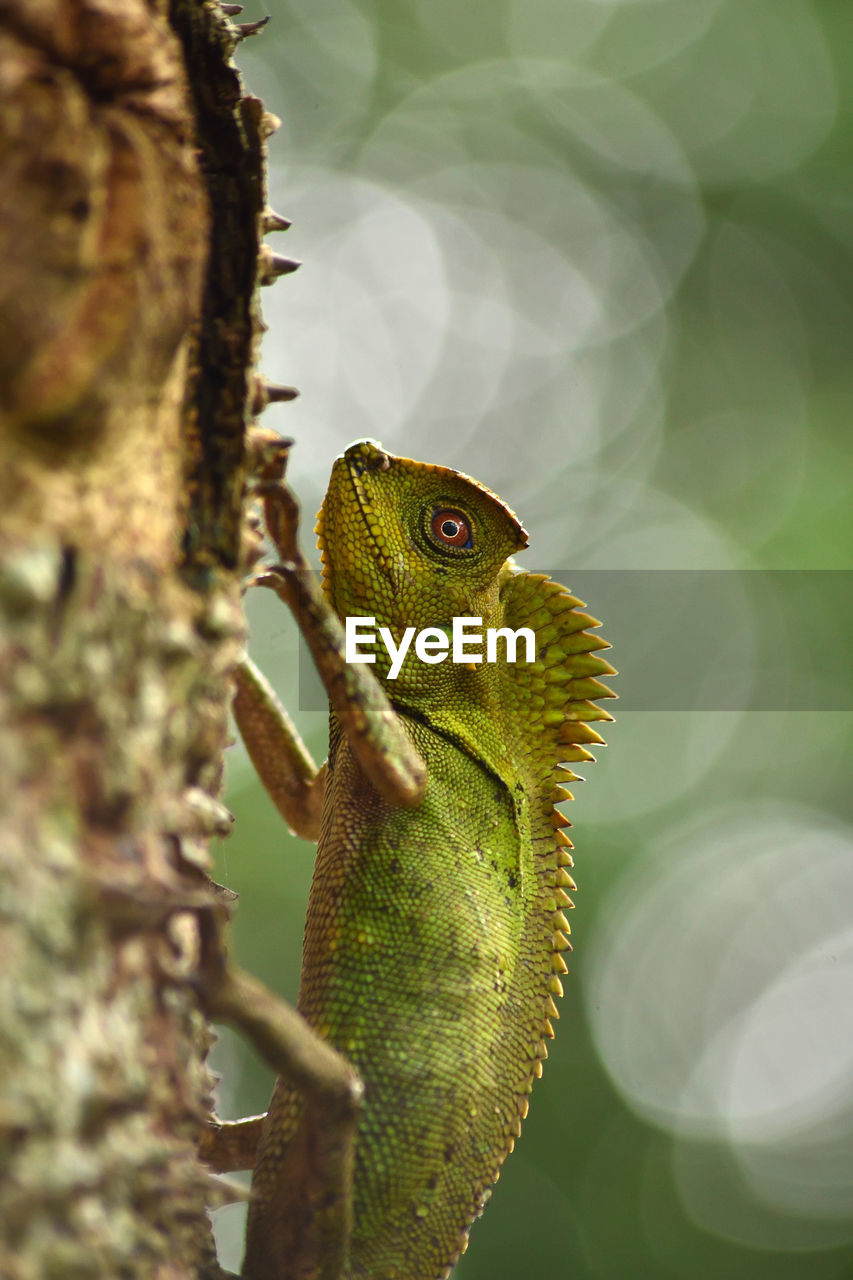 Close-up of a lizard on tree