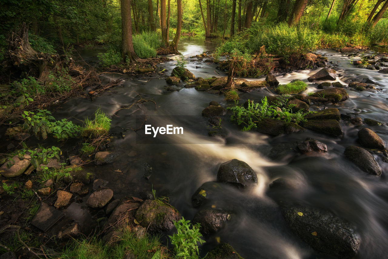 View of waterfall in forest