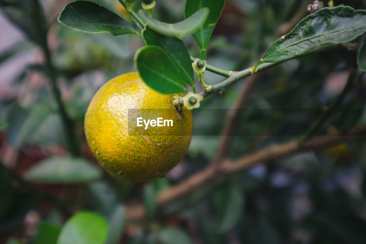 Close-up of fruit growing on tree