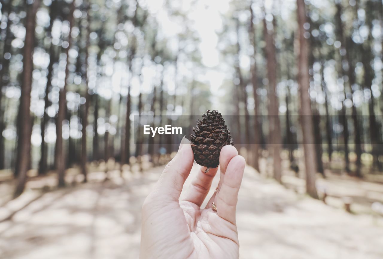 Close-up of hand holding pine cone on tree