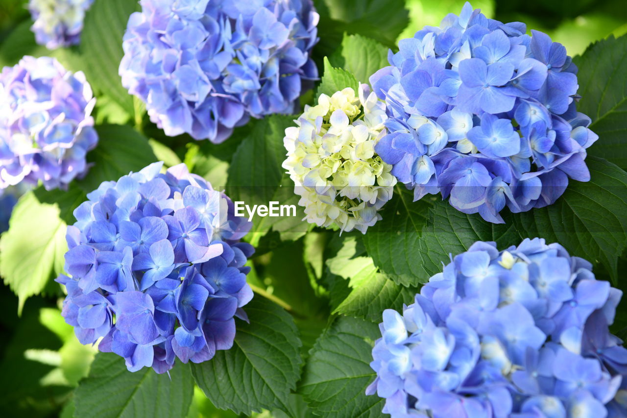 Close-up of blue flowering plant in park