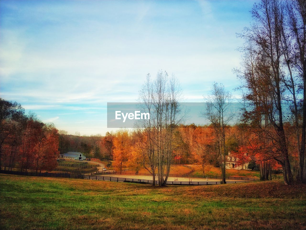 TREES ON FIELD AGAINST SKY