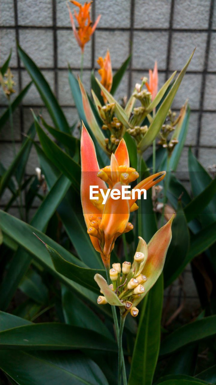 CLOSE-UP OF DAY LILY FLOWERS