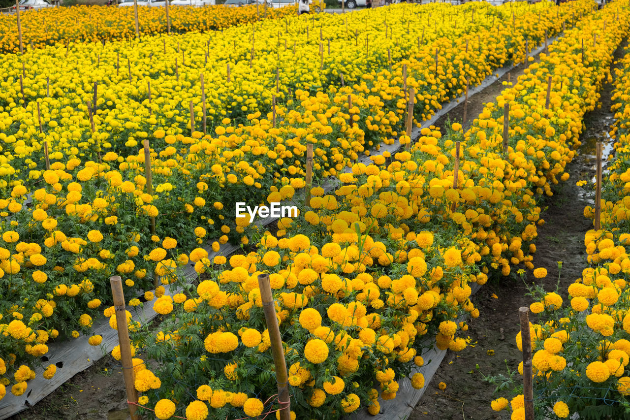 High angle view of yellow flowering plants on field