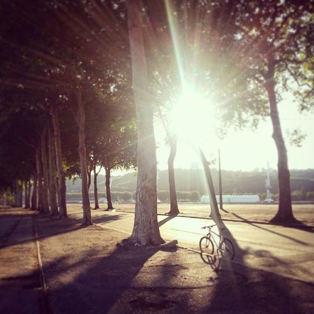 SUN SHINING THROUGH TREES ON SUNNY DAY