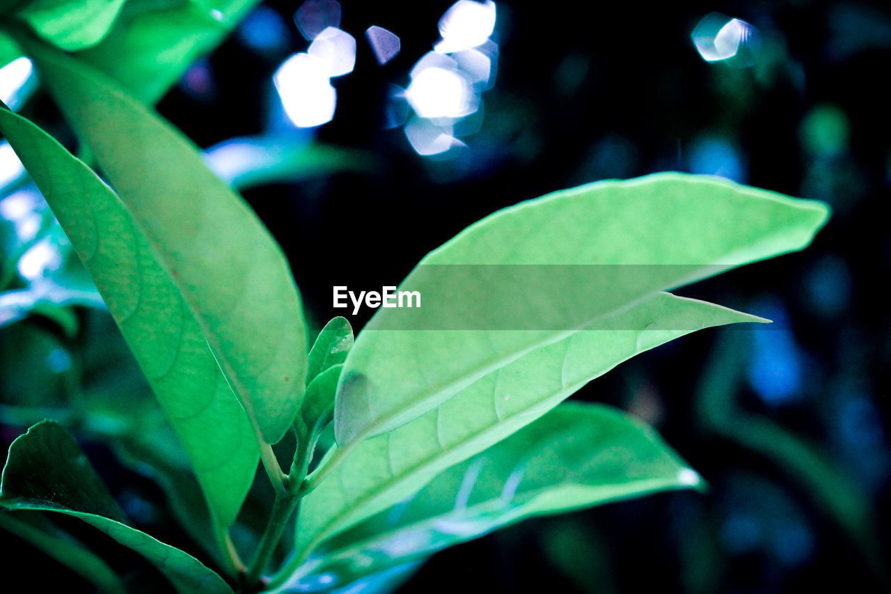 CLOSE-UP OF LEAVES ON PLANT