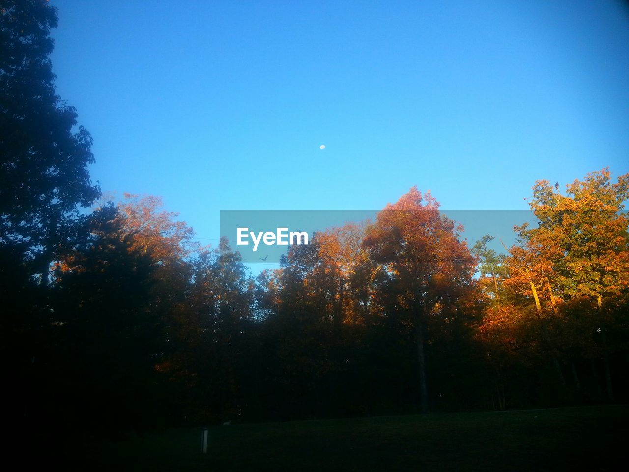 TREES AGAINST CLEAR BLUE SKY