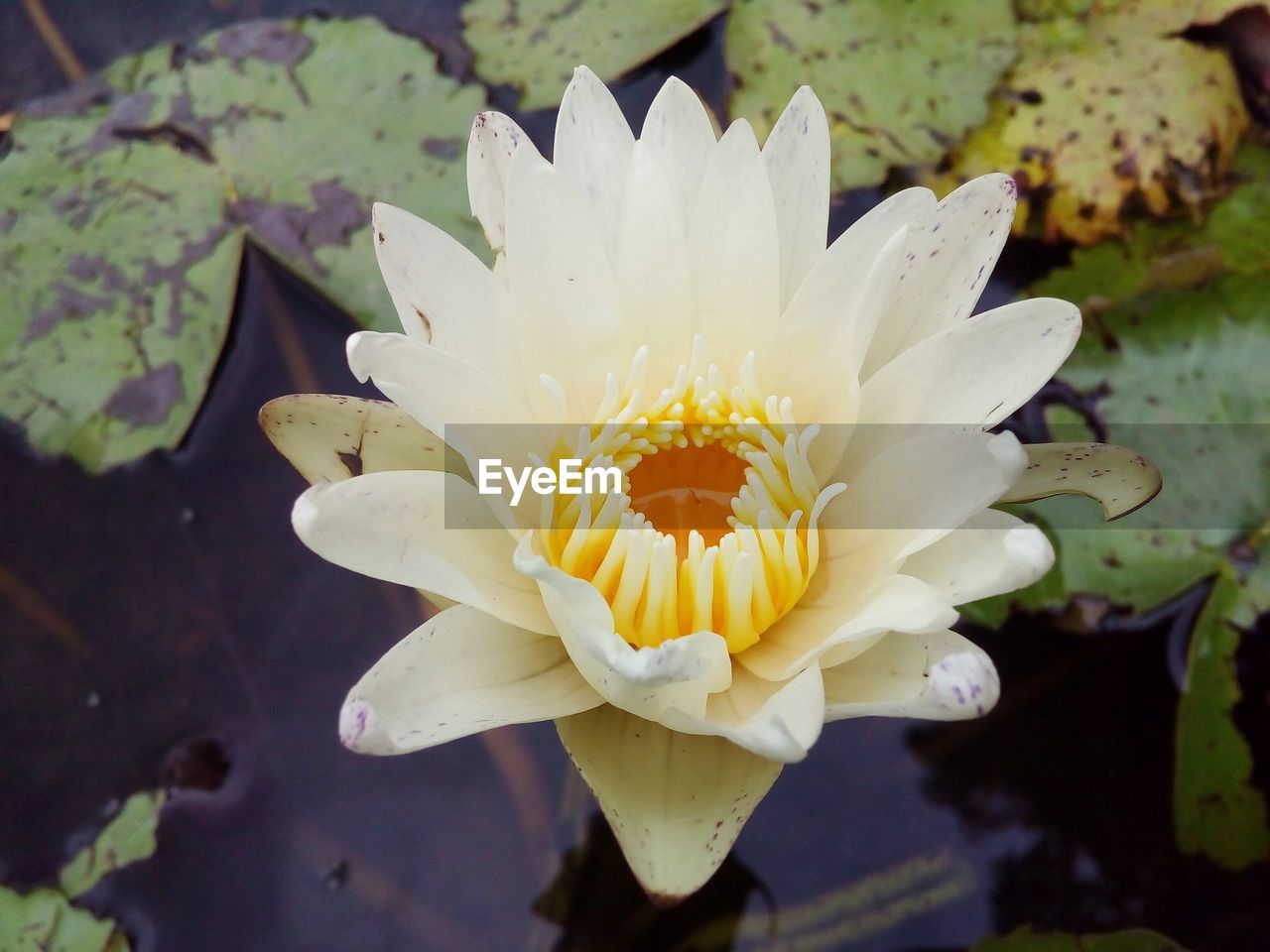 CLOSE-UP OF WATER LILY