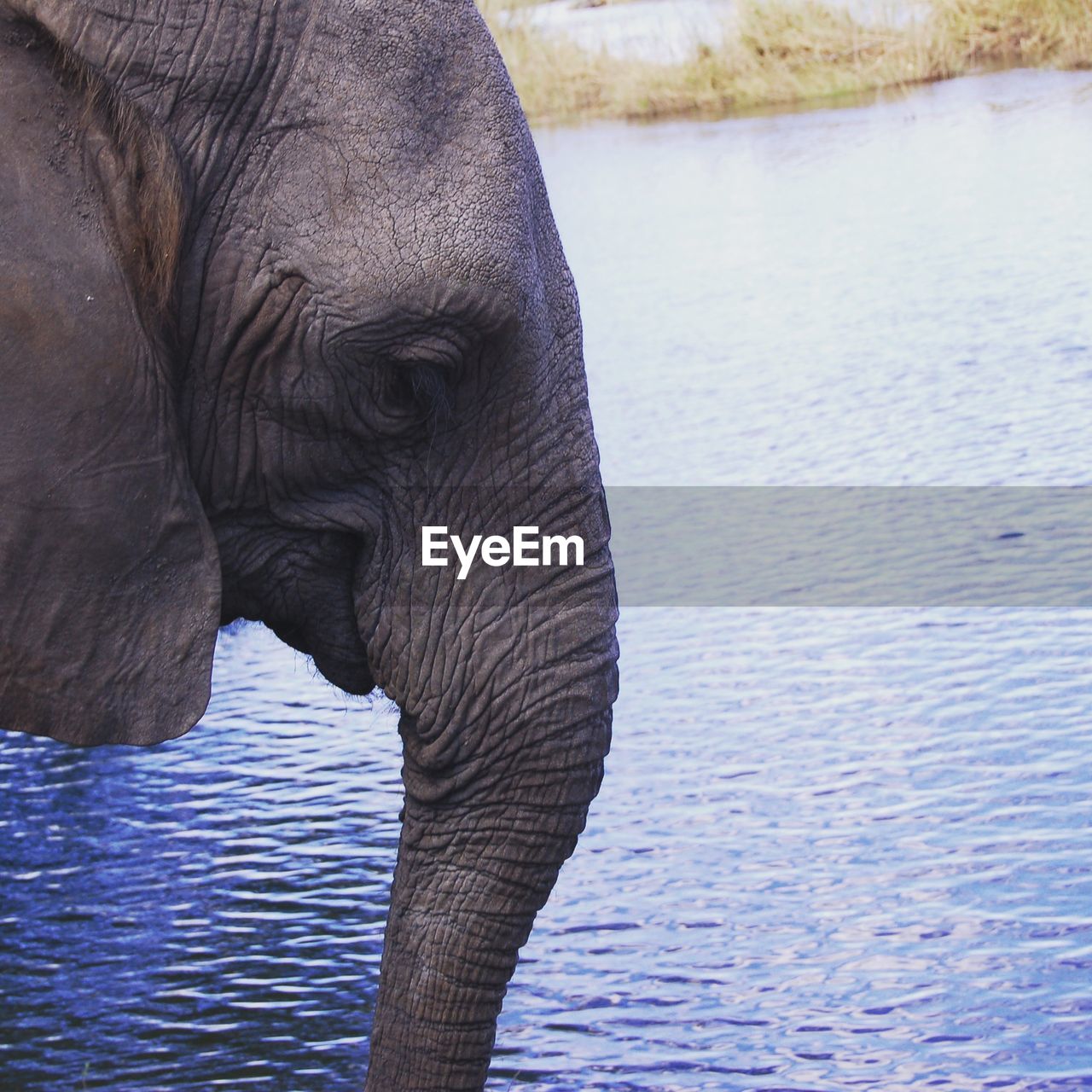 ELEPHANT IN WATER AT SHORE