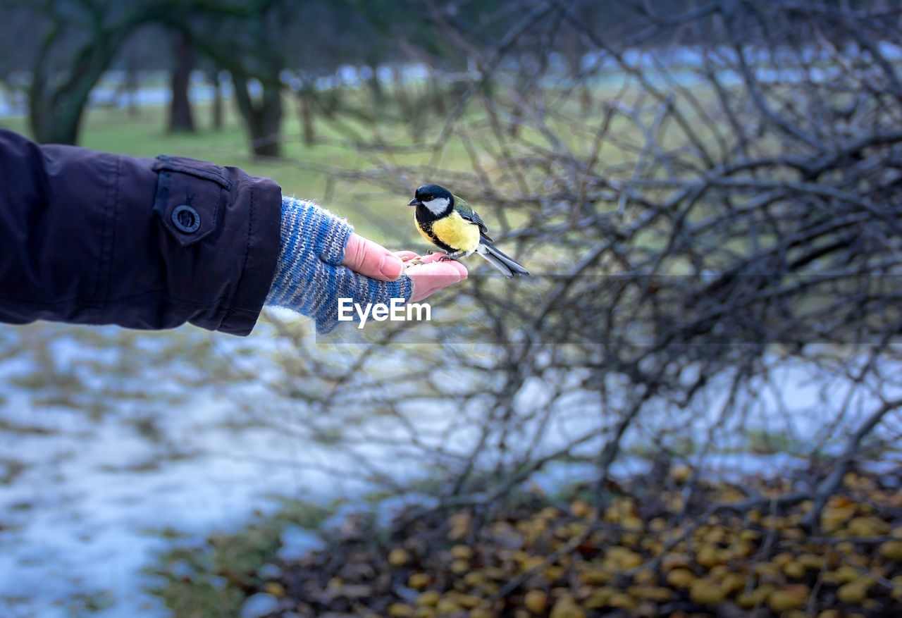 A titmouse sits on a man's hand filled with grains in a glove and thus finds food in winter