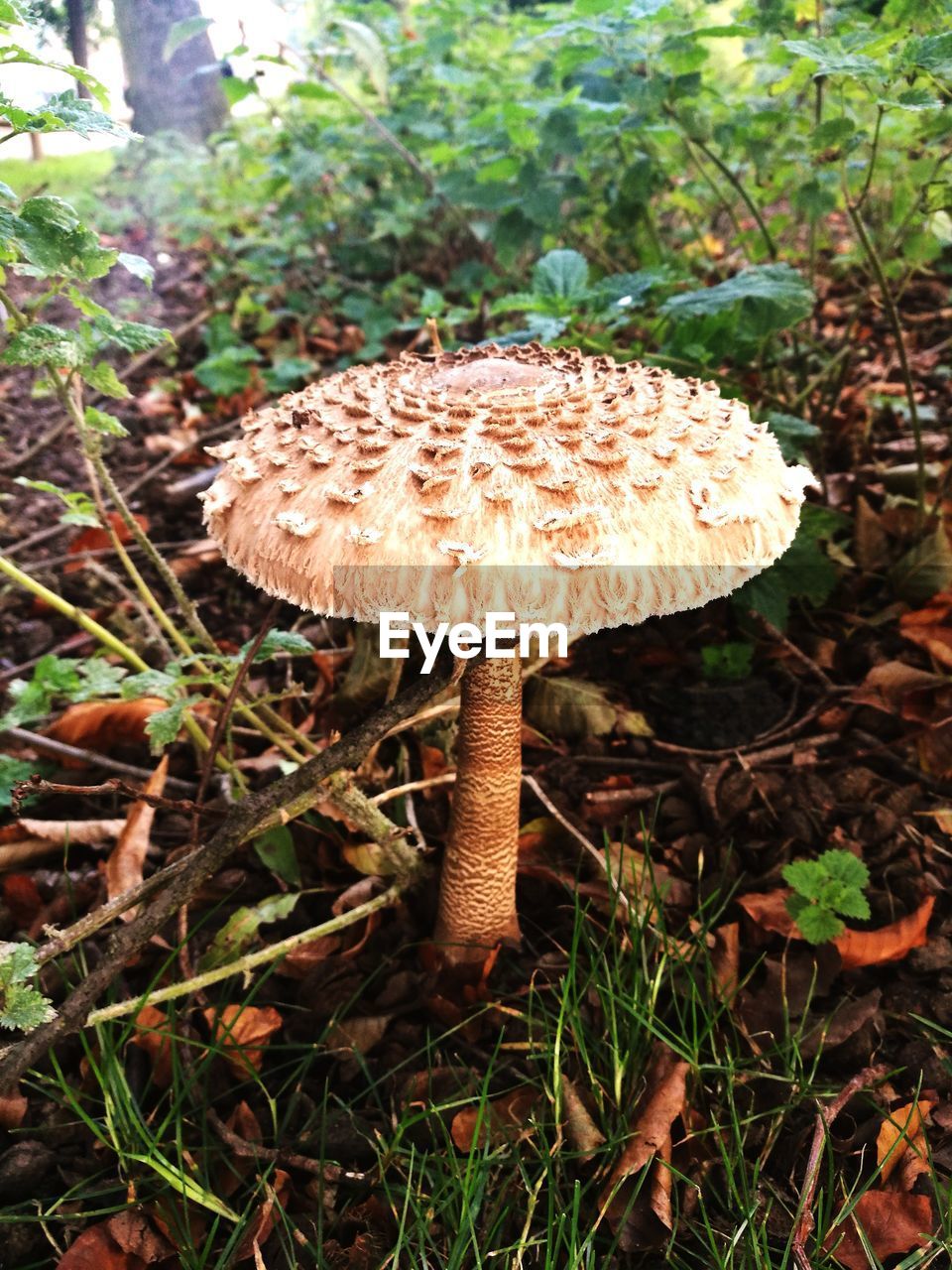 CLOSE-UP OF MUSHROOM GROWING ON TREE