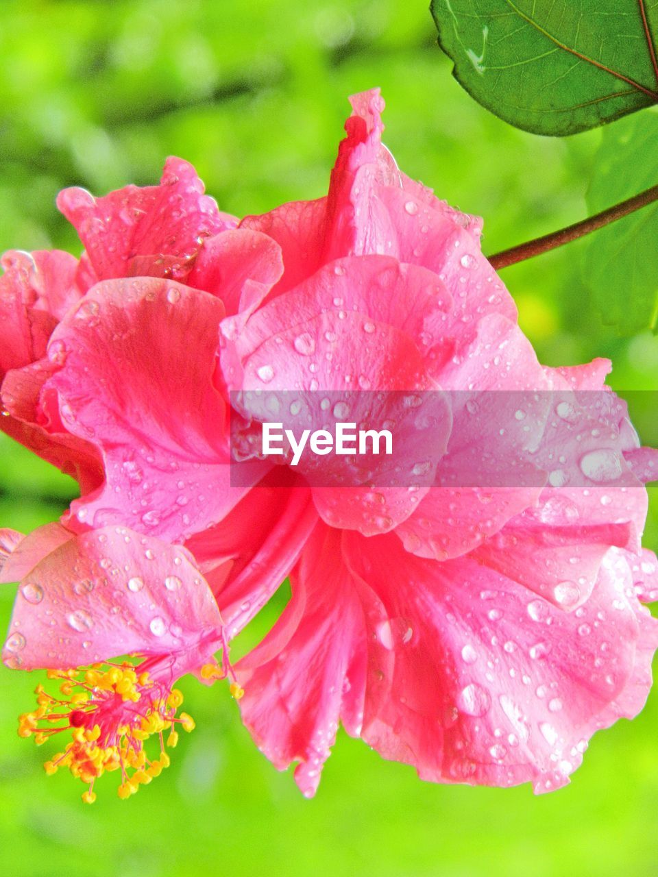 CLOSE-UP OF PINK FLOWER IN WATER