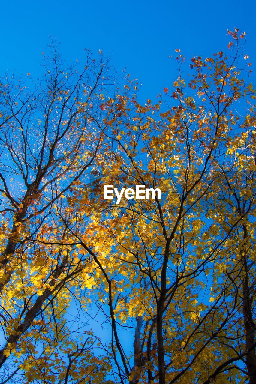 LOW ANGLE VIEW OF FLOWER TREES AGAINST BLUE SKY