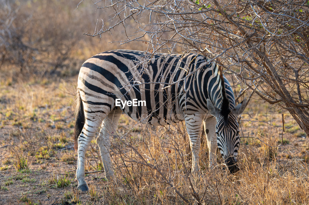 animal, animal themes, animal wildlife, striped, wildlife, mammal, zebra, safari, one animal, no people, nature, plant, savanna, tourism, adventure, tree, travel destinations, outdoors, standing, grass, domestic animals, full length, landscape, beauty in nature, pattern, animal markings, day, land, environment