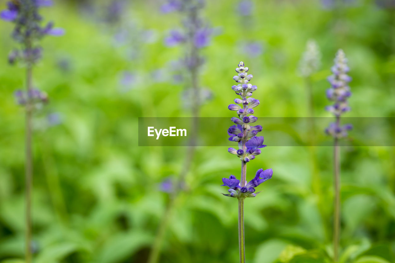 CLOSE-UP OF PURPLE FLOWERING PLANT