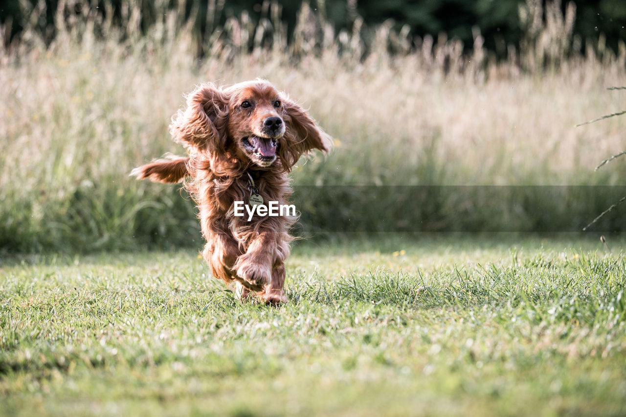 Playing dog brown