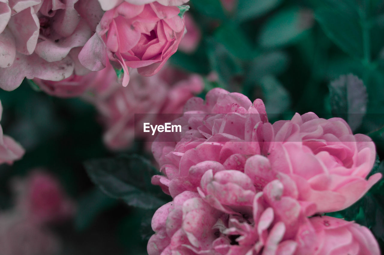 High angle view of pink flowers growing in park