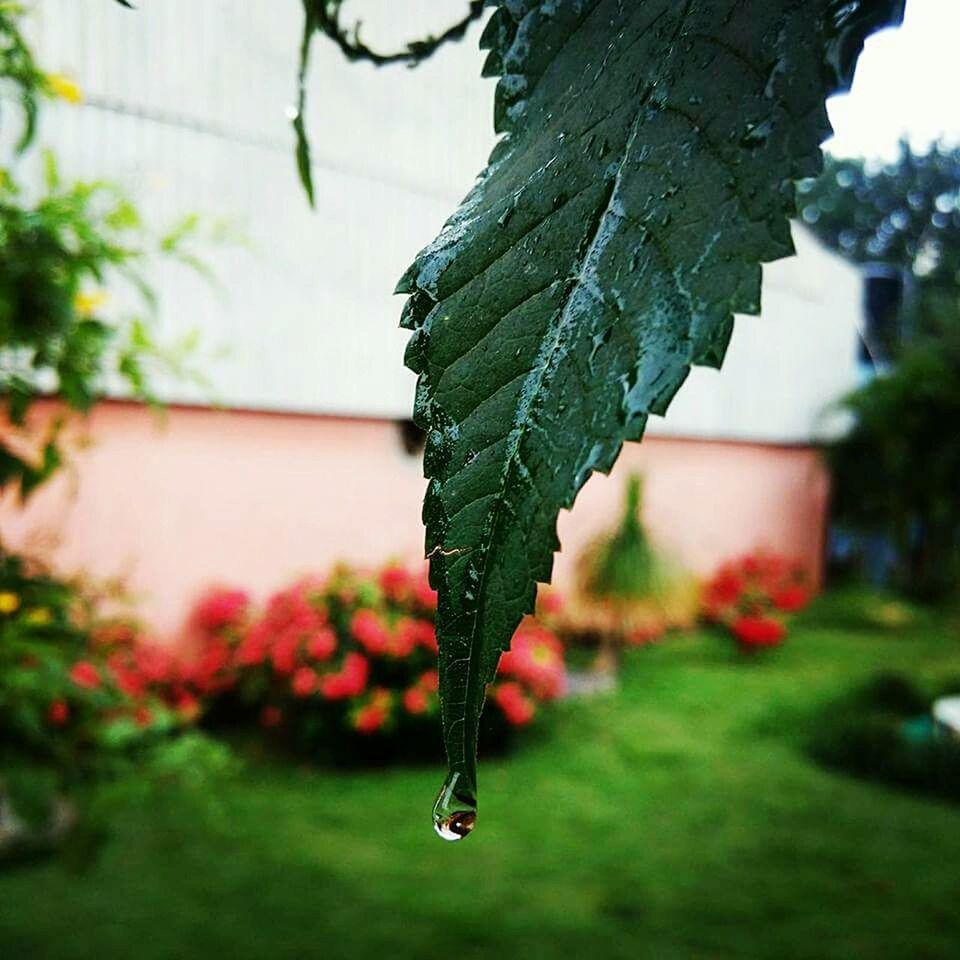 CLOSE-UP OF LEAVES ON TREE