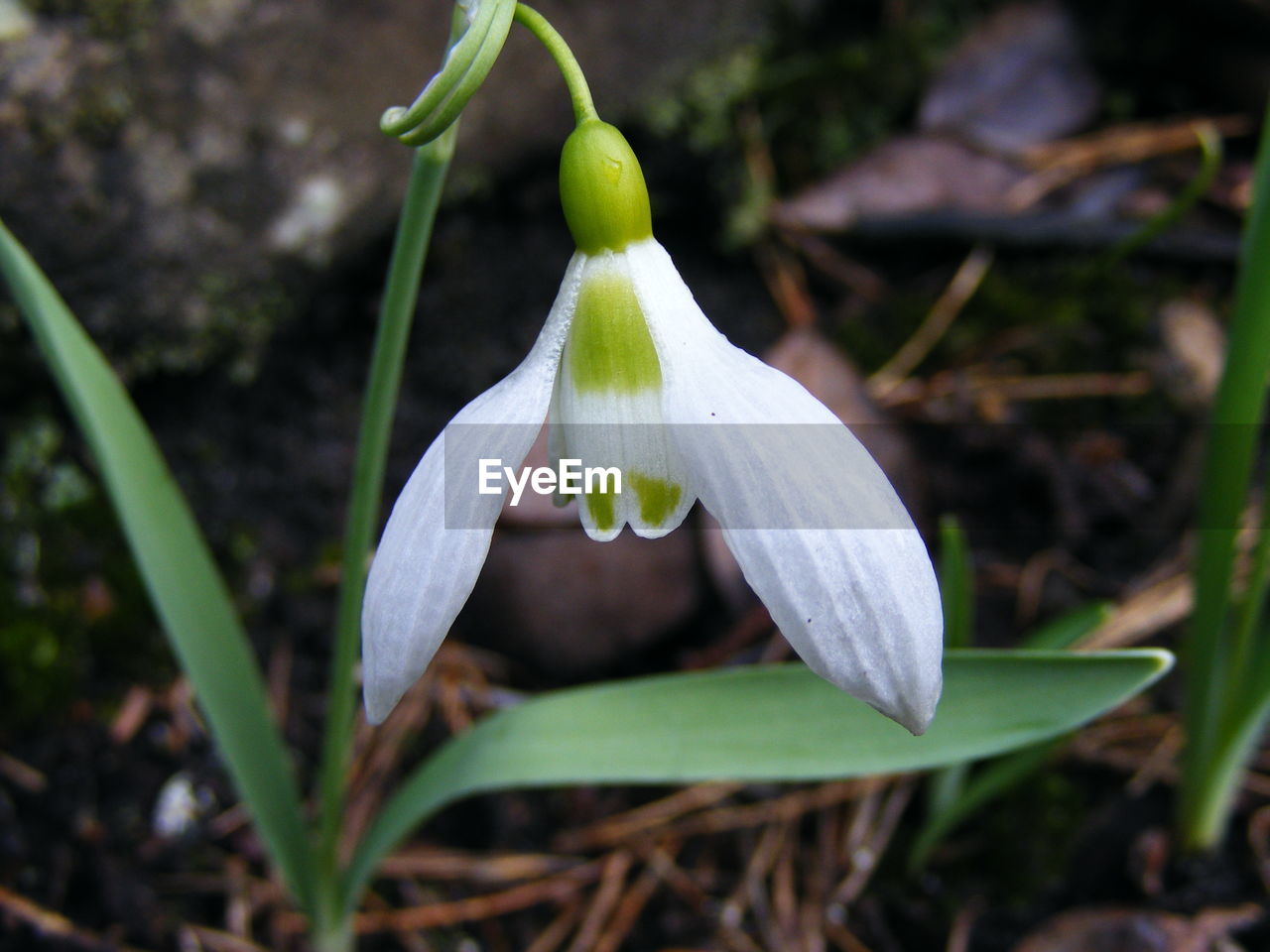 CLOSE-UP OF FLOWER AND LEAVES