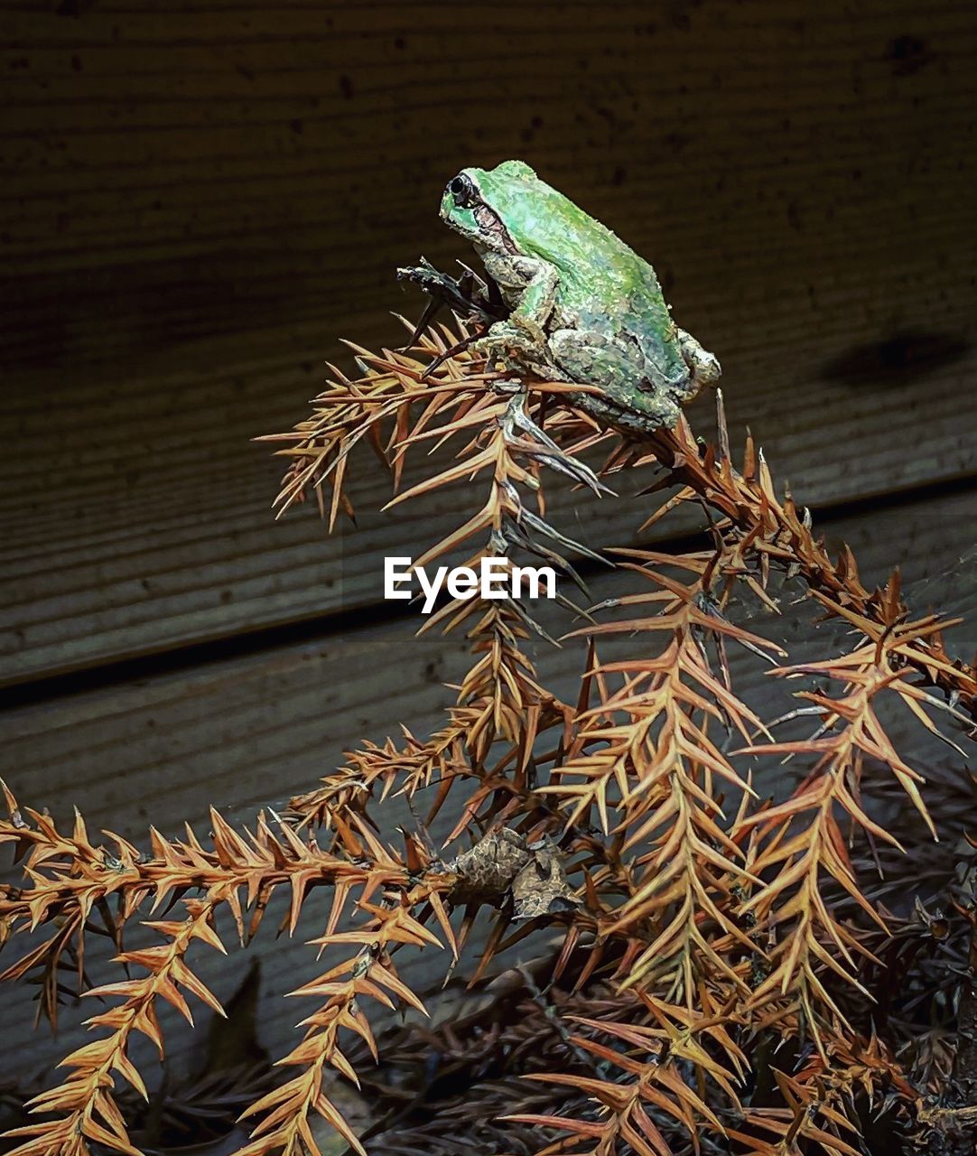 LOW ANGLE VIEW OF CACTUS PLANT