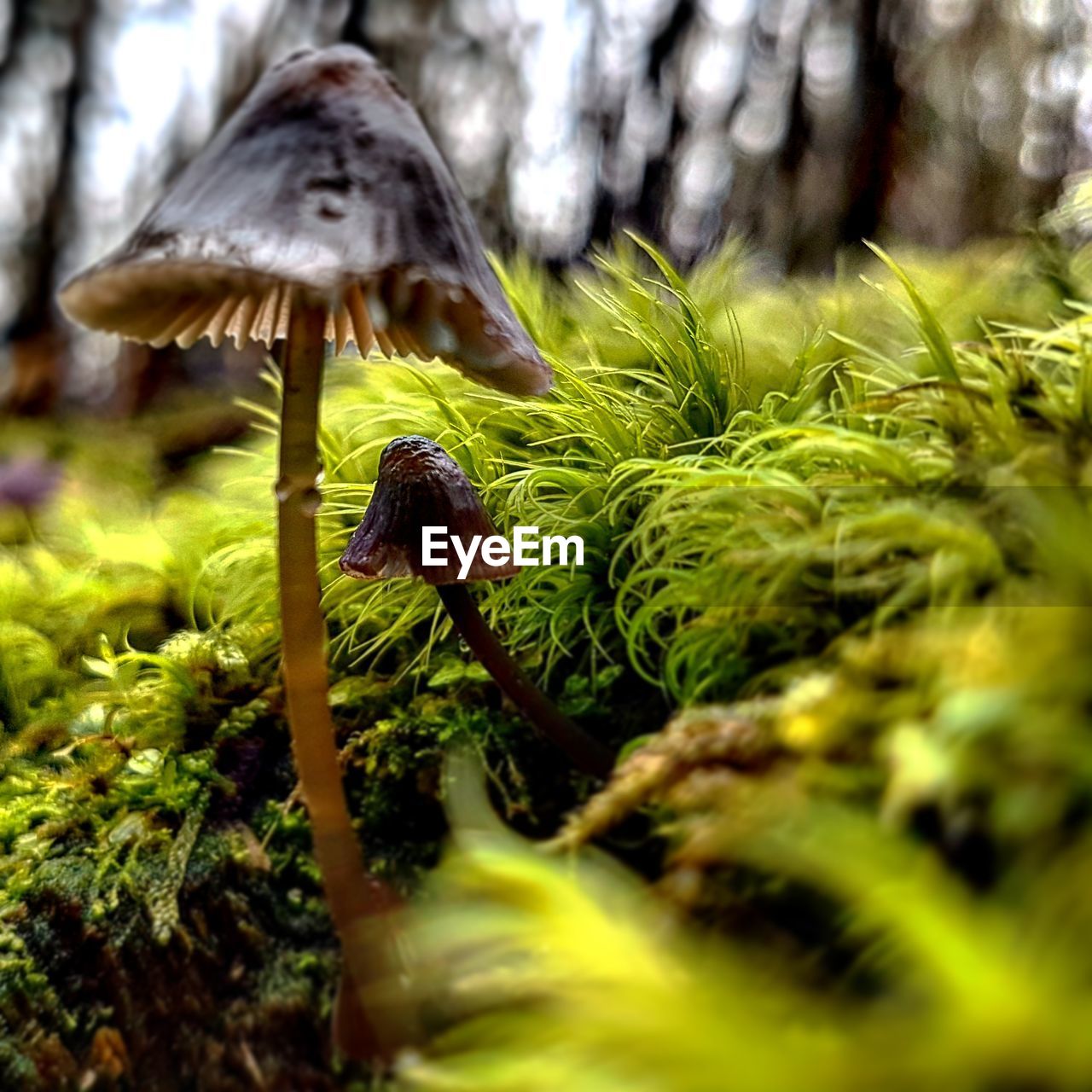 CLOSE-UP OF MUSHROOM GROWING ON TREE