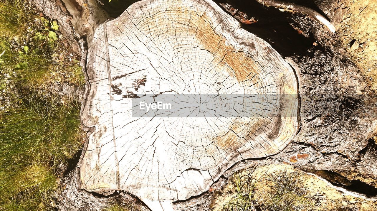 CLOSE-UP OF TREE STUMP