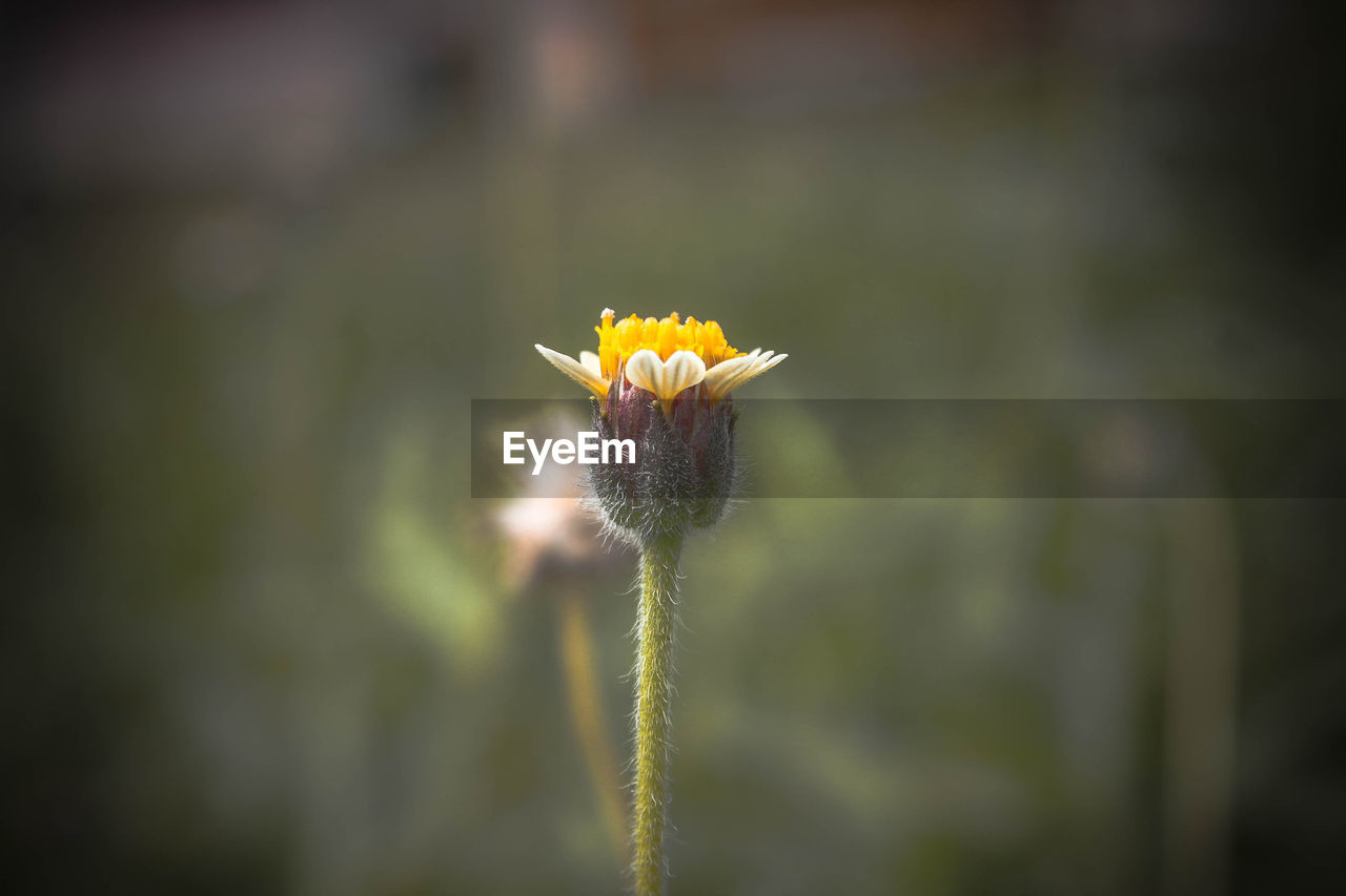 CLOSE-UP OF YELLOW FLOWER BLOOMING OUTDOORS