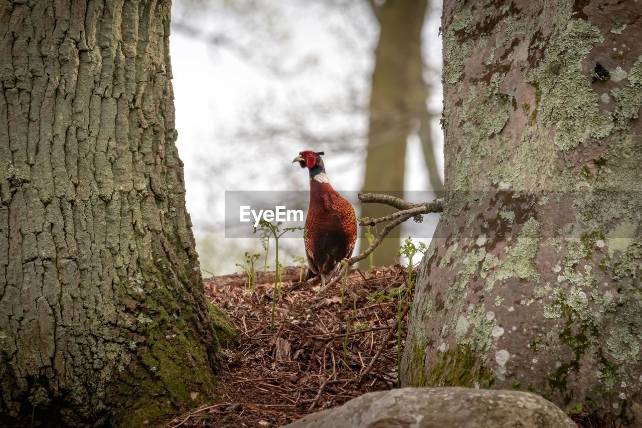 Close-up of pheasant bird in forest with rocks and tree
