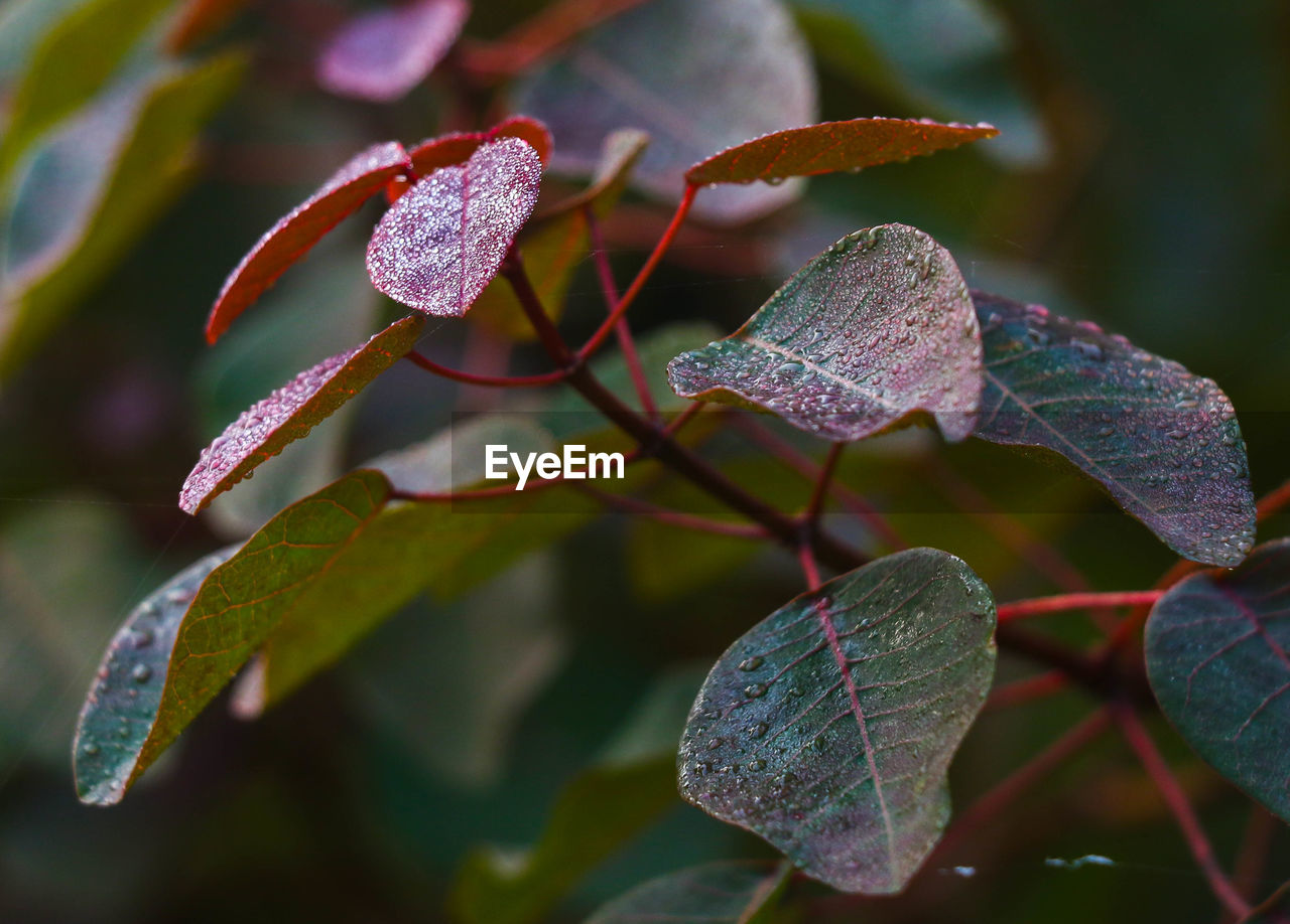 nature, leaf, flower, plant, plant part, macro photography, close-up, beauty in nature, growth, no people, shrub, focus on foreground, branch, petal, outdoors, green, flowering plant, day, autumn, blossom, tree, water, fragility, freshness