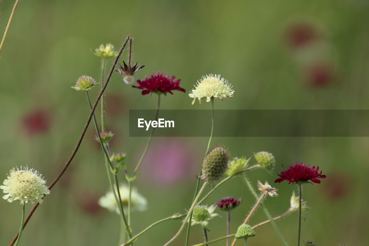 Close-up of flowers blooming outdoors