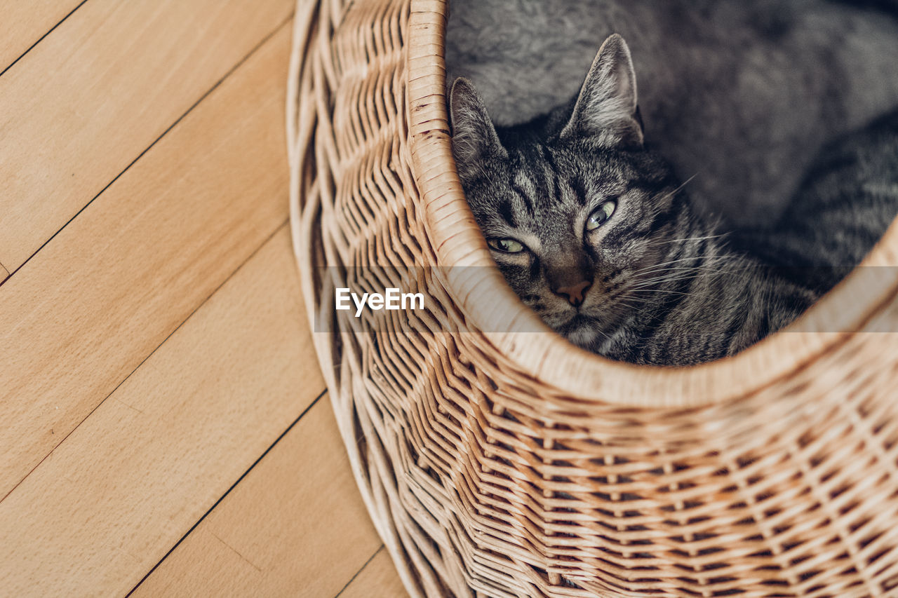 High angle view of cat in basket