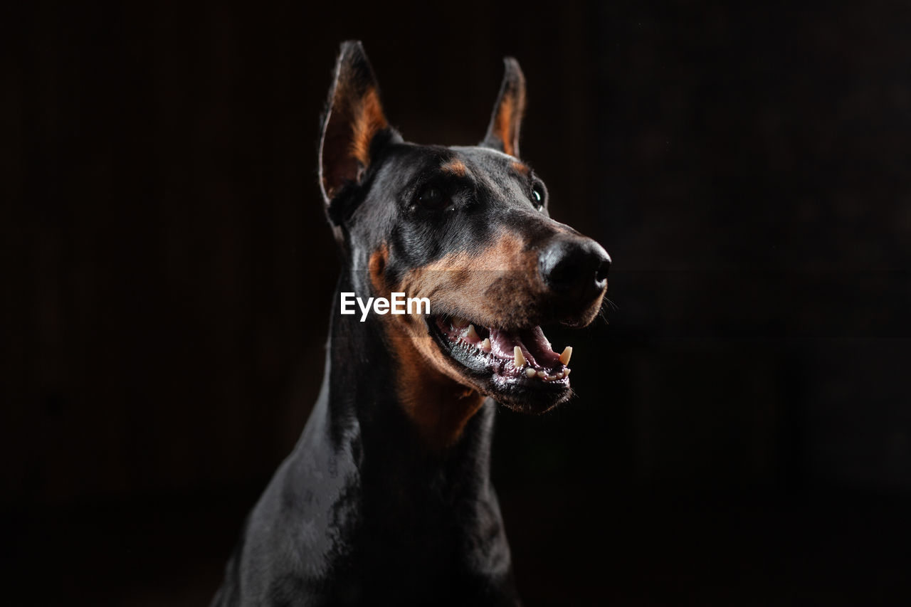 CLOSE-UP OF A DOG OVER BLACK BACKGROUND