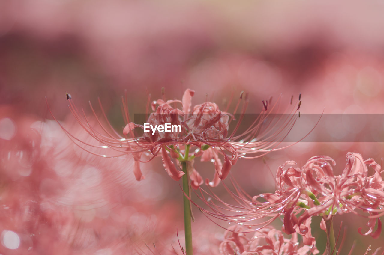 Close-up of pink flowers