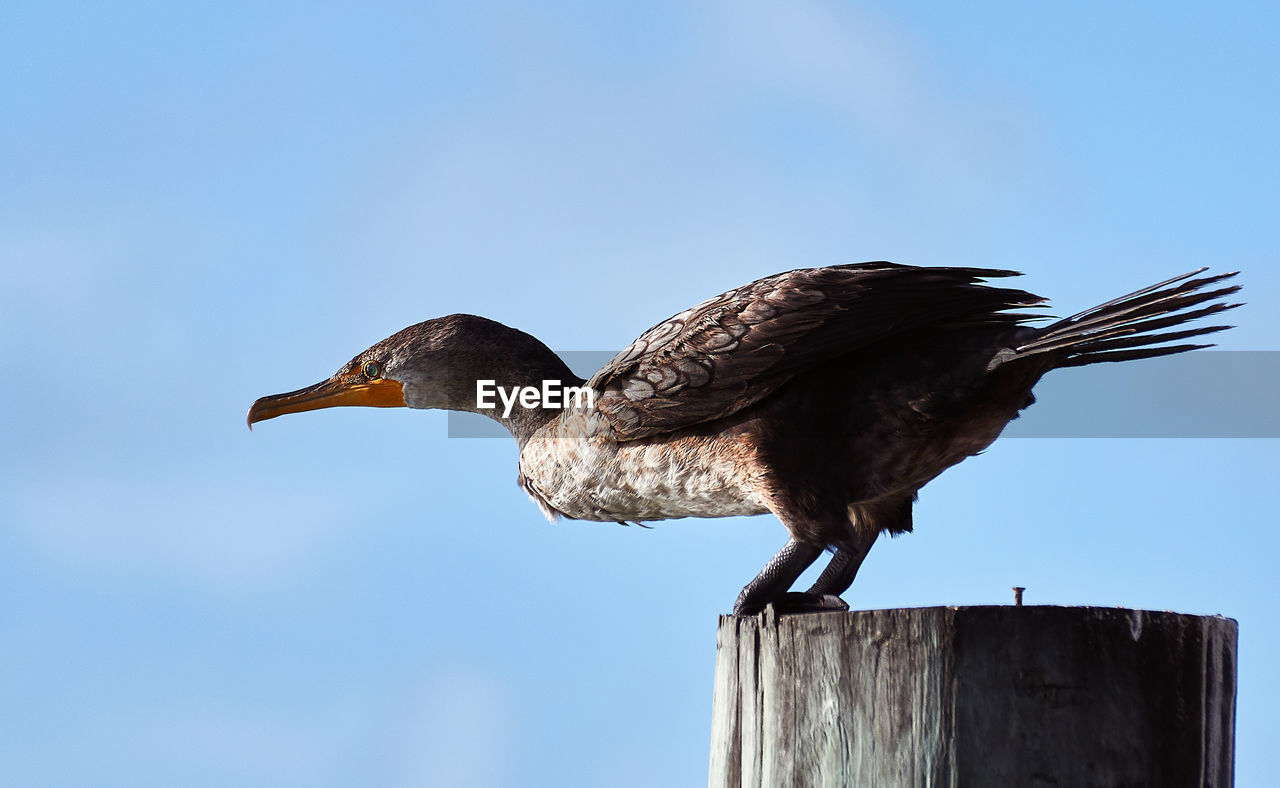 CLOSE-UP OF BIRD PERCHING ON WOODEN POST AGAINST CLEAR SKY