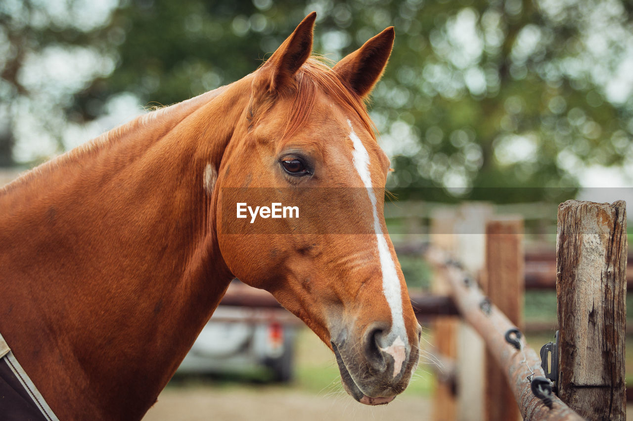 CLOSE-UP OF A HORSE ON RANCH