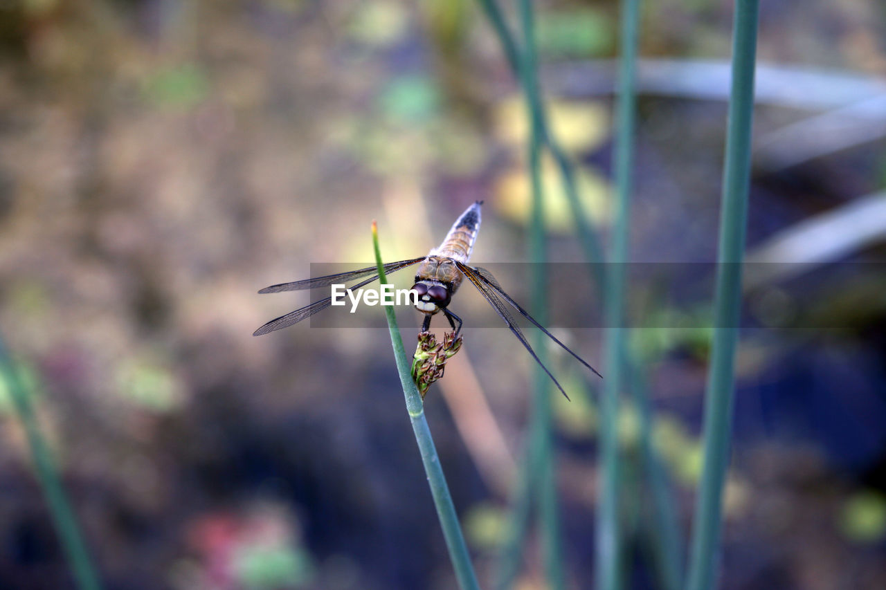 Close-up of insect