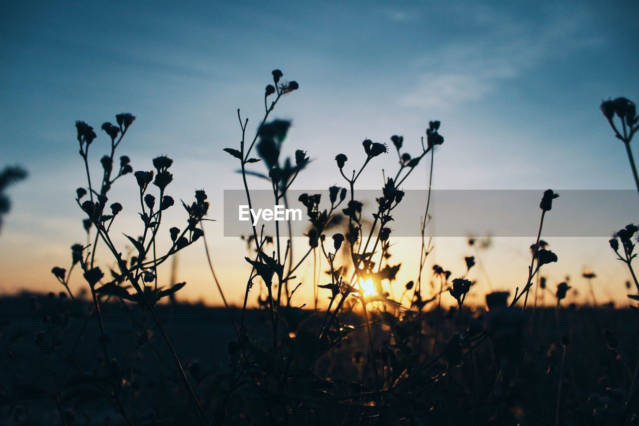 Close-up of silhouette plants growing on field against sky during sunset