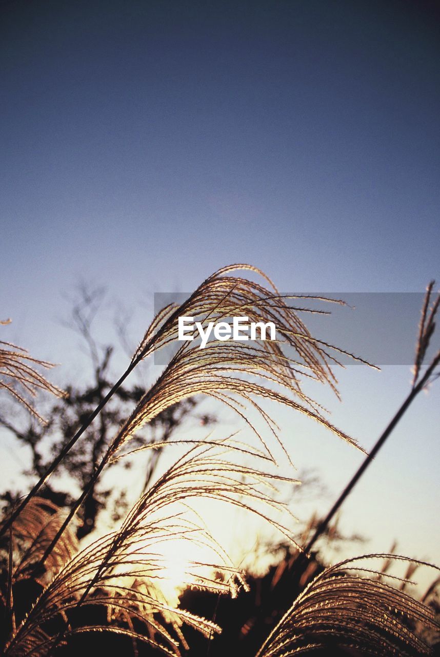 LOW ANGLE VIEW OF TREE AGAINST CLEAR SKY