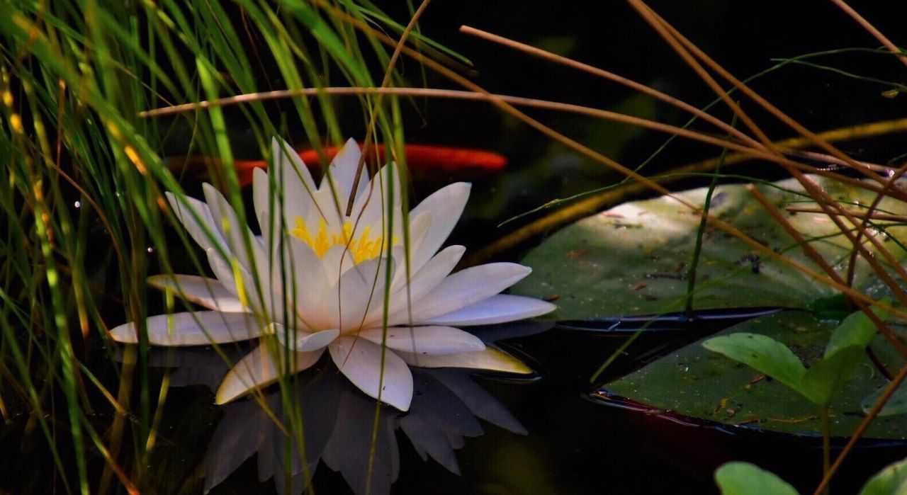 CLOSE-UP OF LOTUS WATER LILY IN POND