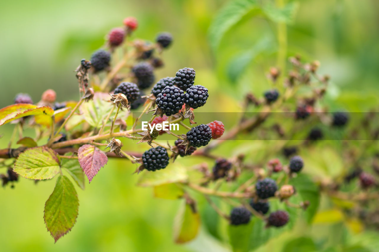 Wild black and red berries on the bush, ripening and unripe wild blackberries in the countryside
