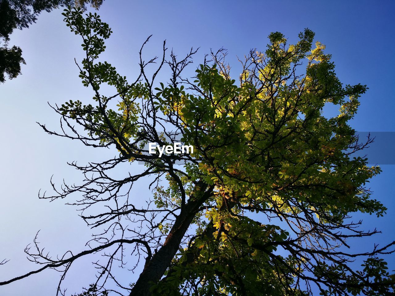 LOW ANGLE VIEW OF FRESH TREE AGAINST CLEAR SKY